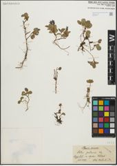 Foto von Salix polaris Wahlenb.